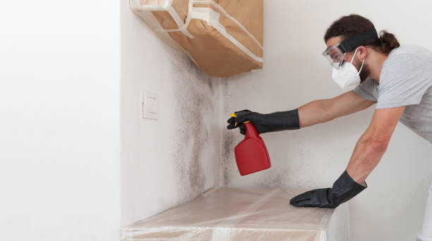Professional Black Mold Removal technician working in Waltham, MA